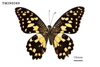 藏品(花鳳蝶)的圖片